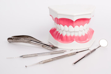 Clean teeth denture, dental jaw model, mirror and dentistry instruments 