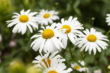 white daisy . flowers.