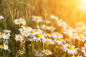 blossoming camomiles on a summer meadow lit with the sun