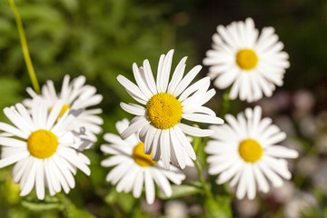 Obraz premium white daisy . flowers.