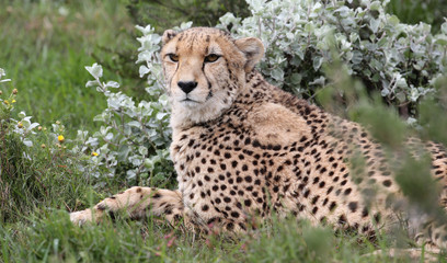 wild cheetah, South Africa.