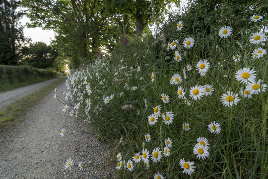 Wild daiseys (Corn Chamomile - Anthemis arvensis), growing by the side of a country path in the summer