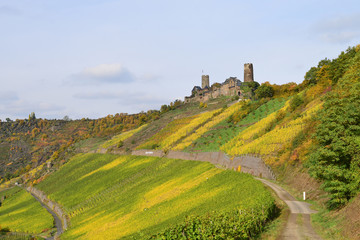 Fototapeta na wymiar Weinberge mit Blick zur Burg Thurant, Alken und die Mosel im Hintergrund