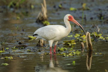 White Ibis (Eudocimus albus), Arthur J Marshall National Wildlife Reserve - Loxahatchee, Florida