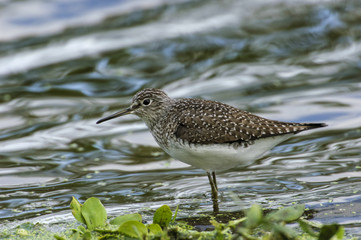 Solitary Sandpiper,   Green Cay Nature Centre, Delray Beach, Florida, USA