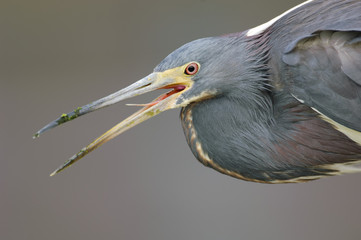 Tricolored Heron (Egretta tricolor),   Green Cay Nature Centre, Delray Beach, Florida, USA