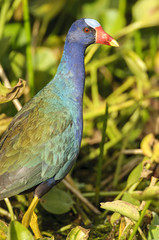 Pure Galinule,  Green Cay Nature Centre, Delray Beach, Florida, USA