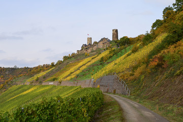 Weinberge mit Blick zur Burg Thurant, Alken und die Mosel im Hintergrund