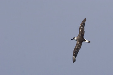 The Black-capped Petrel, Pterodroma hasitata in flight