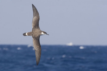 Great Shearwater, Ardenna gravis in flight over sea