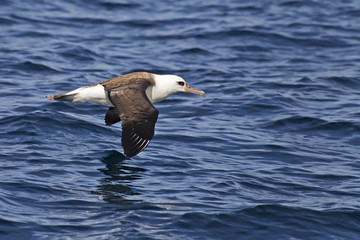The Laysan Albatross, Phoebastria immutabilis gliding over the waves