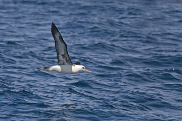 Fototapeta na wymiar Laysan Albatross, Phoebastria immutabilis gliding over the ocean