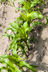   Agricultural field   . corn