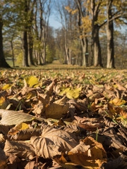 Allee im Herbst