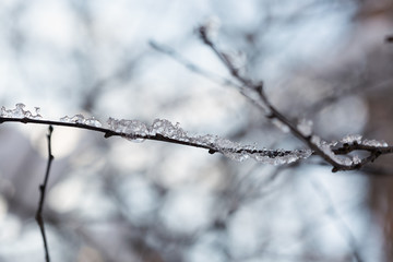 Branches under the snow in winter forest
