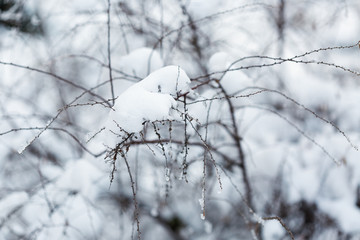 Branches under the snow in winter forest