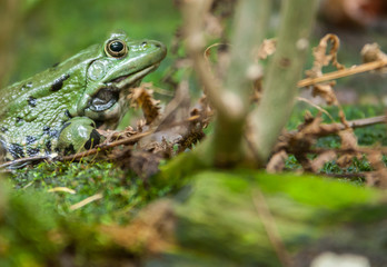 Frosch