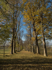 Allee im Herbst