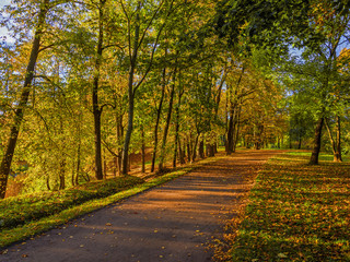 View colorful park alley in autumn