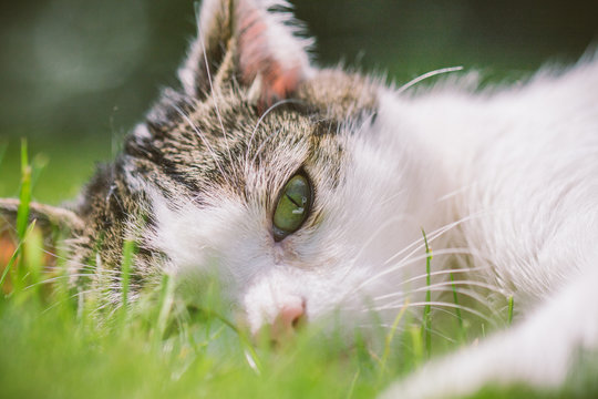 Katze liegt im Gras und beobachtet