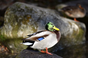 canard colvert
