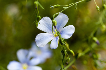 Flower of flax  