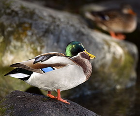 canard colvert