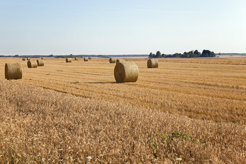 Fototapeta premium agricultural field. wheat