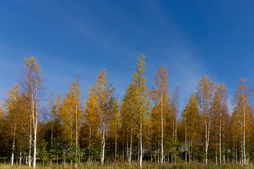 Birch trees in autumn colors
