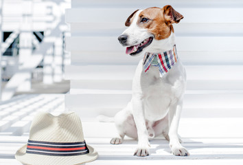 Jack Russell Terrier with hat