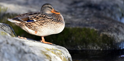 canard colvert