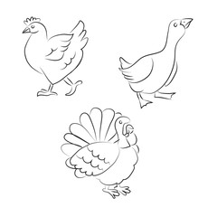 Chiken, turkey and goose 