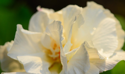 Fototapeta na wymiar White flower closed up, Selective focus applied