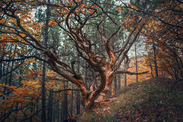 Old tree in autumn forest