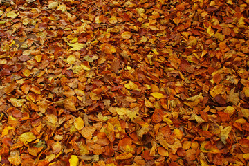 Herbstlaub