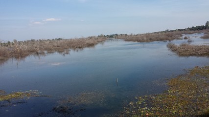 沼地