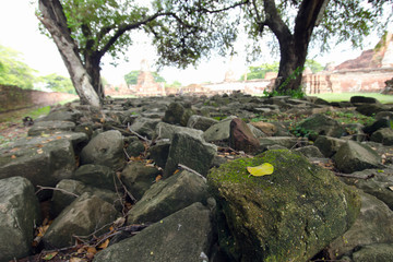 Group of dried rocks with highlighted one rock that has moss and dried leaf
