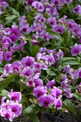 Obraz premium fioletowa orchidea z bliska