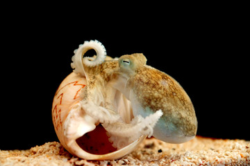 octopus close up macro shot.