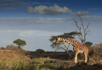 Fototapeta premium Giraffes in Africa