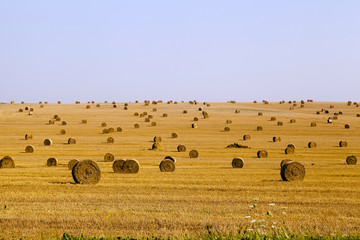 Fototapeta premium harvest of cereals