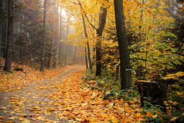 Fototapeta premium Las 