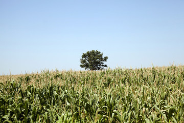 Obraz premium corn field. Agricultural 