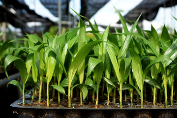 Palm seedlings in the nursery.