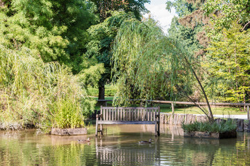 Fototapeta na wymiar Wooden bench in a small pond with ducks.