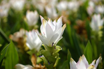 Siam tulip (Curcuma alismatifolia)
