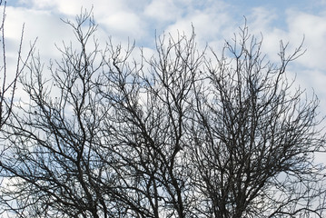 Fototapeta na wymiar Деревья на фоне неба