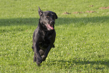 young female Labrador retriever running