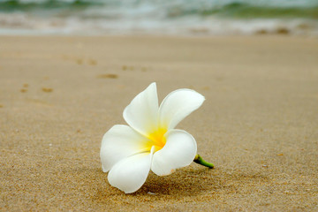 Fototapeta na wymiar white and yellow frangipani flowers on the beach.