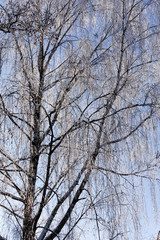 Fototapeta na wymiar birch branches. winter